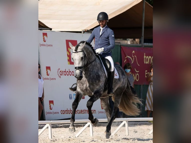 PRE Hengst 8 Jaar 174 cm Schimmel in Caravaca De La Cruz