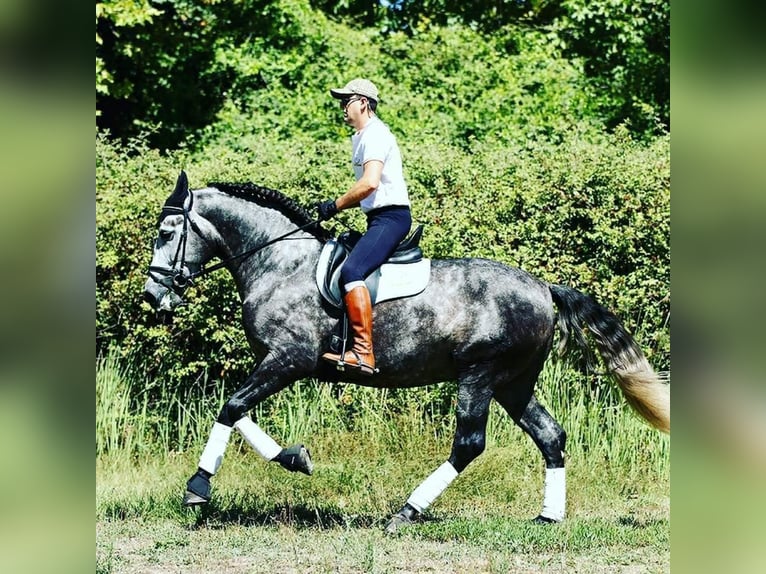 PRE Hengst 8 Jaar 174 cm Schimmel in Caravaca De La Cruz