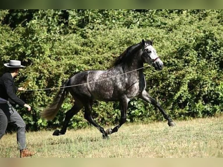 PRE Hengst 8 Jaar 174 cm Schimmel in Caravaca De La Cruz