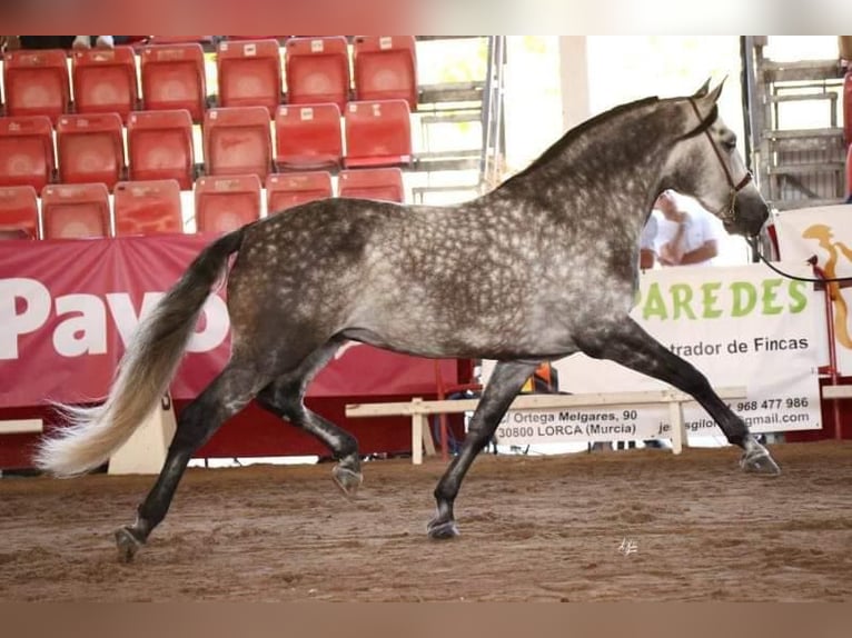 PRE Hengst 8 Jaar 174 cm Schimmel in Caravaca De La Cruz