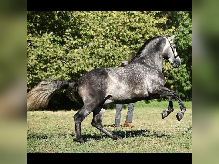 PRE Hengst 8 Jaar 174 cm Schimmel in Caravaca De La Cruz