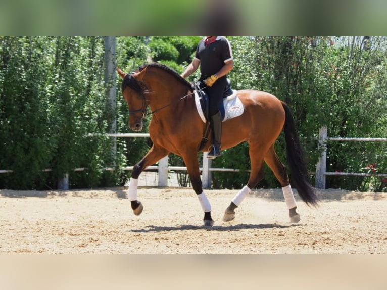 PRE Mix Hengst 8 Jaar 175 cm Roodbruin in NAVAS DEL MADRONO