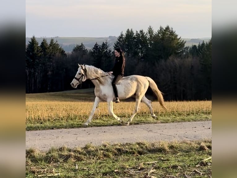 PRE Mix Hengst 8 Jahre 157 cm Schecke in Daleiden