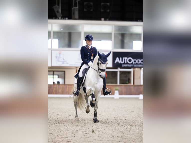 PRE Hengst 8 Jahre 160 cm in Vinkeveen