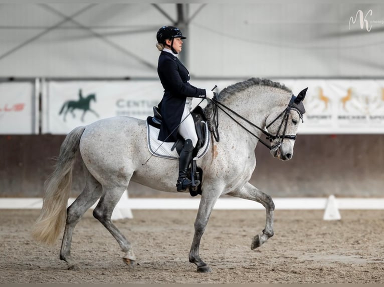 PRE Hengst 8 Jahre 160 cm Schimmel in Kodersdorf
