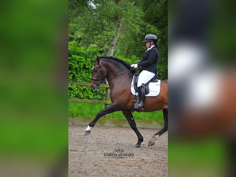 PRE Mix Hengst 8 Jahre 161 cm Dunkelbrauner in Heemskerk