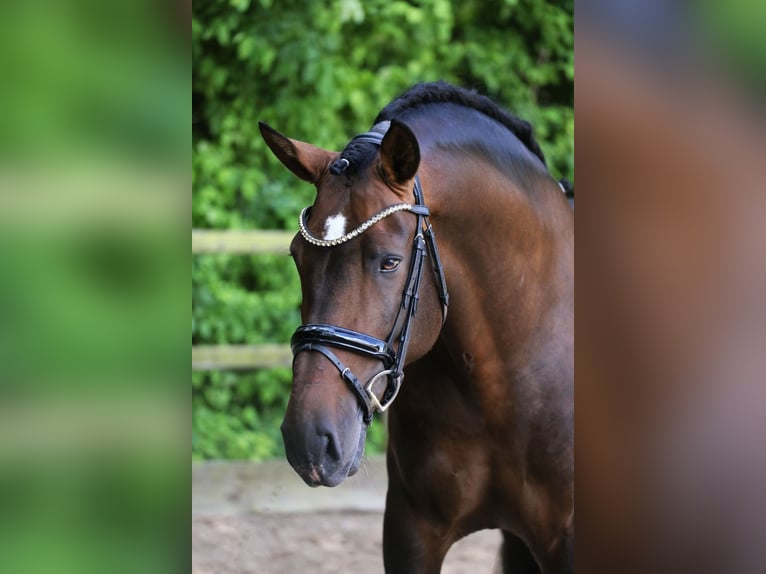 PRE Mix Hengst 8 Jahre 161 cm Dunkelbrauner in Heemskerk
