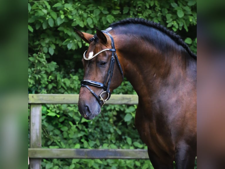 PRE Mix Hengst 8 Jahre 161 cm Dunkelbrauner in Heemskerk