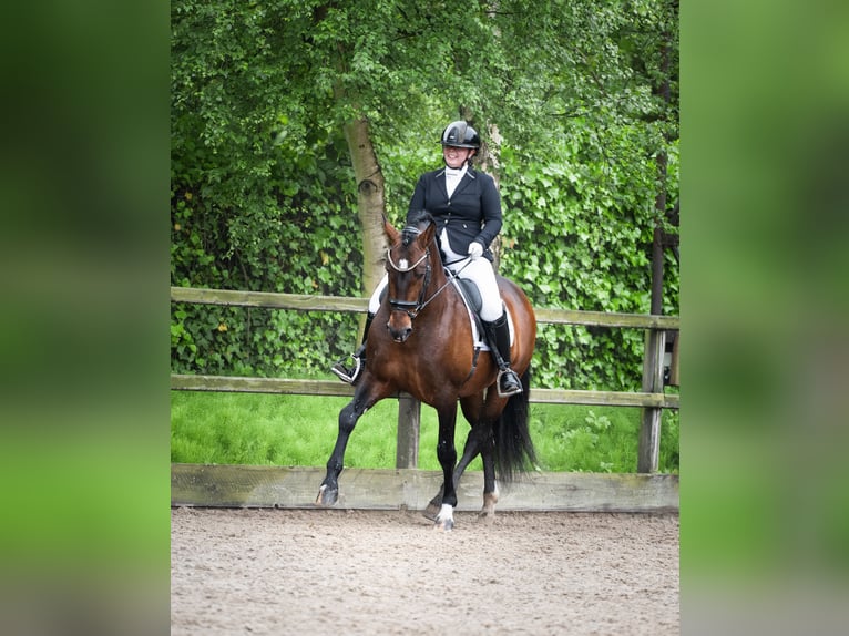 PRE Mix Hengst 8 Jahre 161 cm Dunkelbrauner in Heemskerk