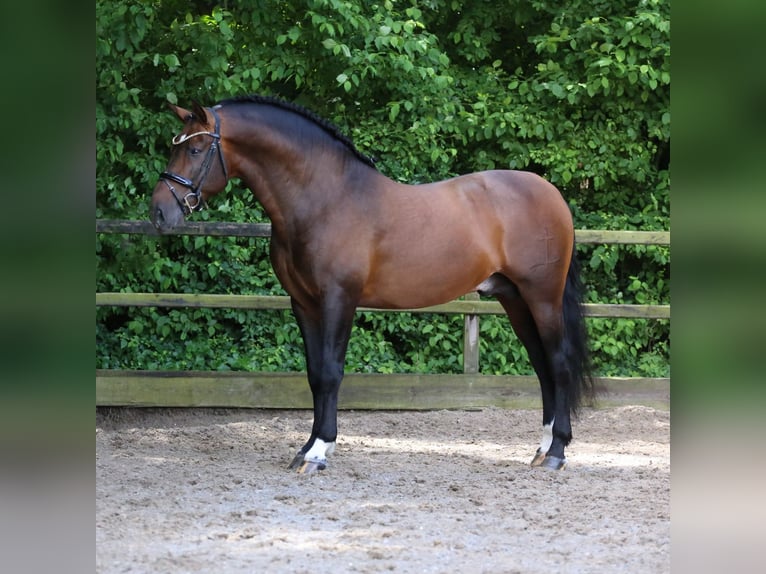 PRE Mix Hengst 8 Jahre 161 cm Dunkelbrauner in Heemskerk