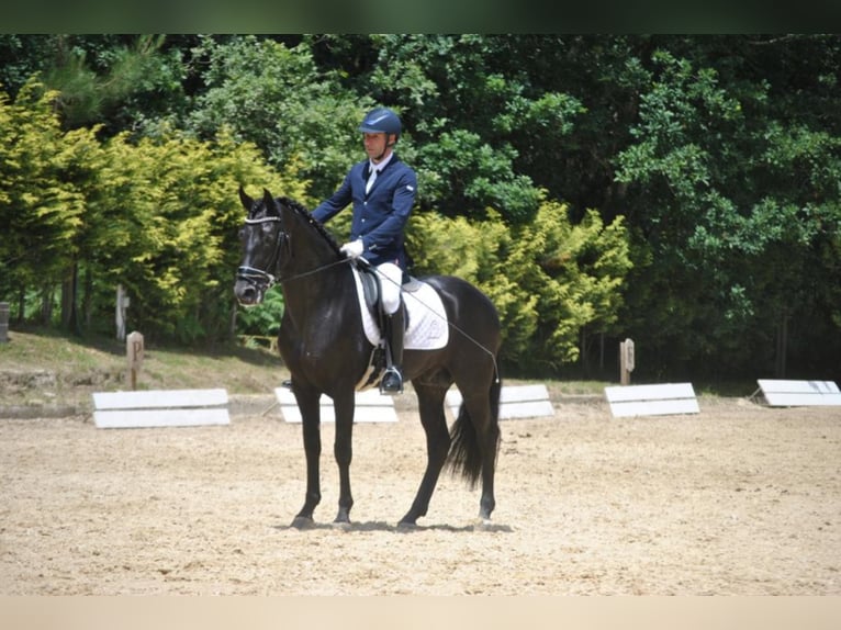 PRE Mix Hengst 8 Jahre 161 cm Rappe in NAVAS DEL MADRONO