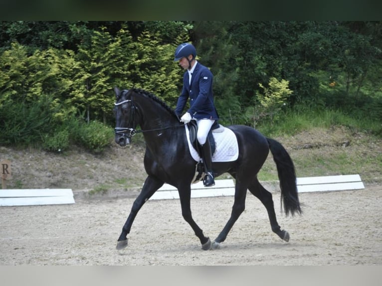 PRE Mix Hengst 8 Jahre 161 cm Rappe in NAVAS DEL MADRONO