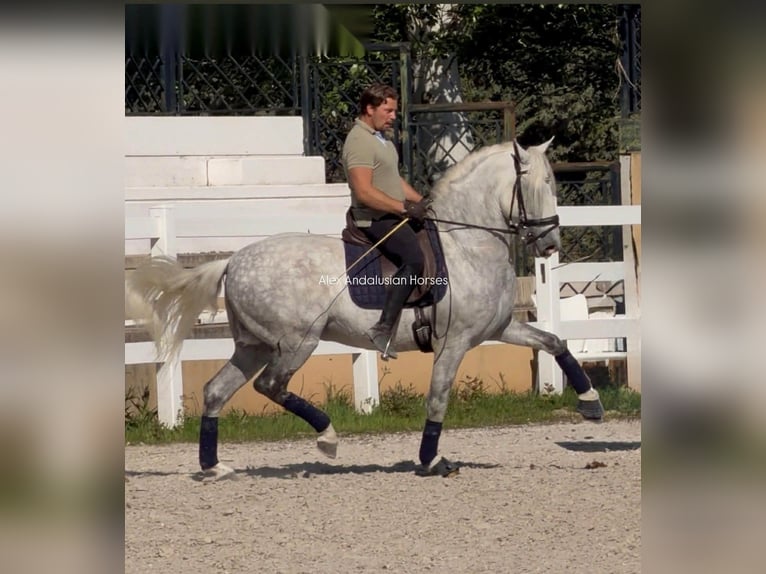 PRE Mix Hengst 8 Jahre 161 cm White in Sevilla