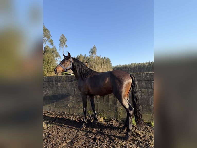 PRE Mix Hengst 8 Jahre 162 cm Dunkelbrauner in Ferrol