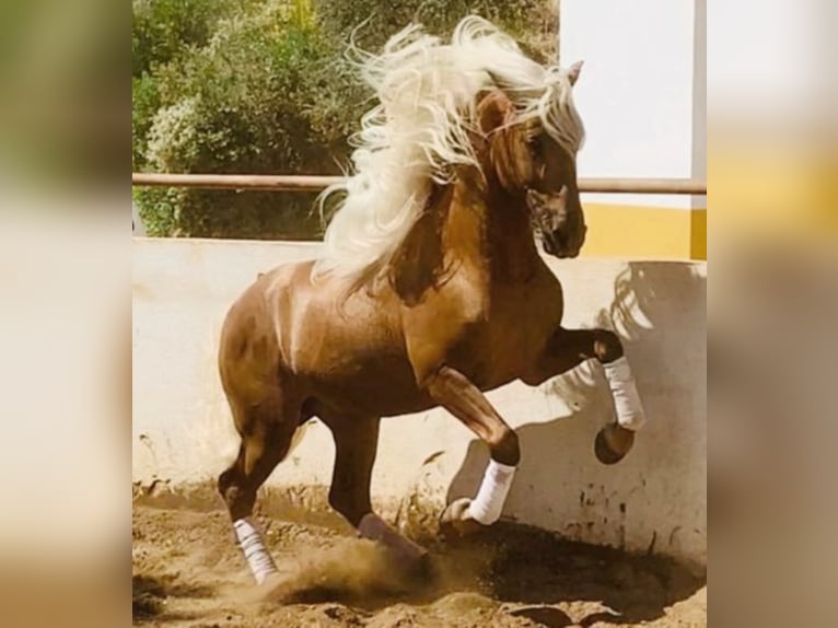 PRE Mix Hengst 8 Jahre 162 cm Palomino in Bruselas