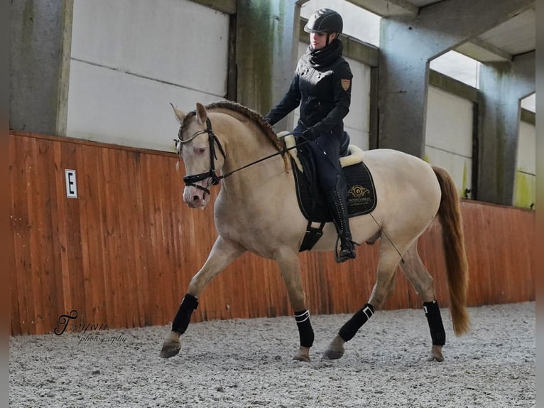 PRE Mix Hengst 8 Jahre 162 cm Perlino in Heuvelland