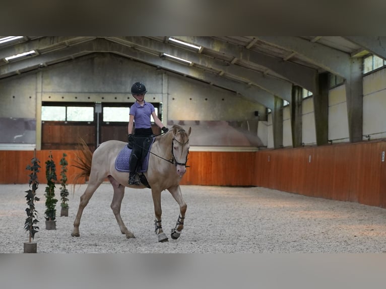 PRE Mix Hengst 8 Jahre 162 cm Perlino in Heuvelland