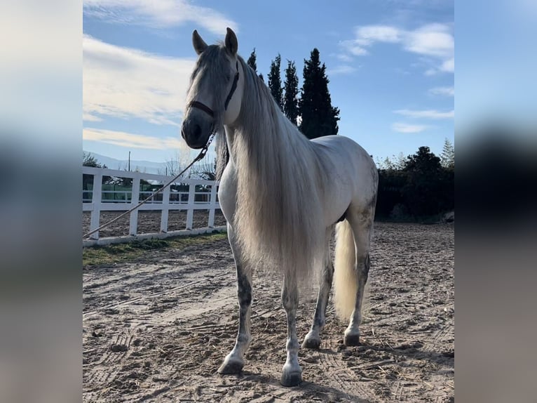 PRE Mix Hengst 8 Jahre 162 cm Schimmel in Granada