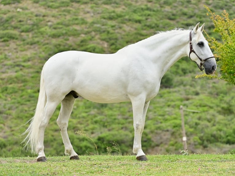 PRE Mix Hengst 8 Jahre 162 cm Schimmel in Navas Del Madroño