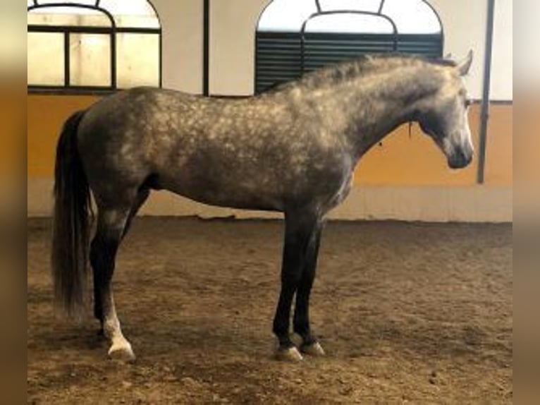 PRE Mix Hengst 8 Jahre 163 cm Schimmel in Sevilla