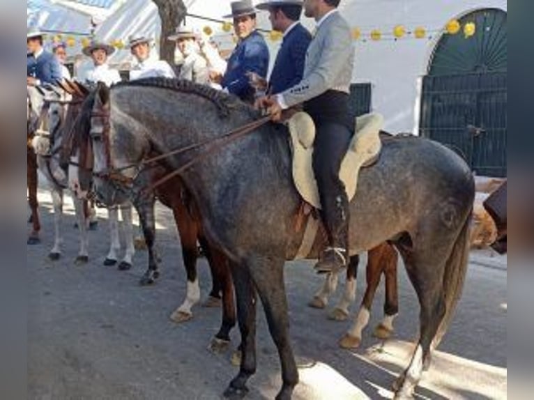 PRE Mix Hengst 8 Jahre 163 cm Schimmel in Sevilla