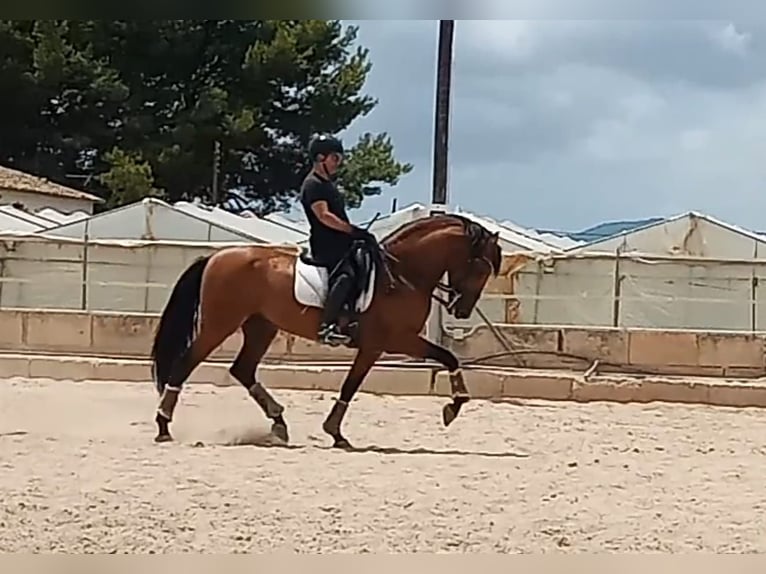 PRE Hengst 8 Jahre 164 cm Brauner in Sevilla