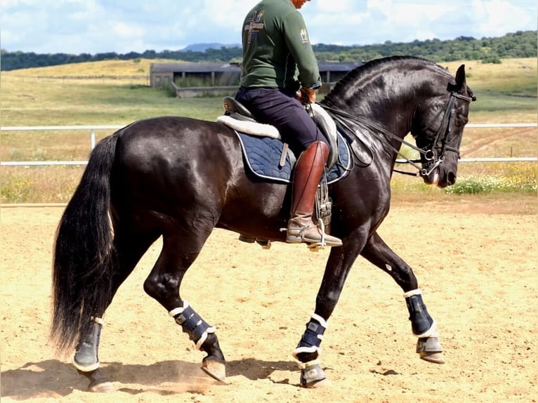 PRE Mix Hengst 8 Jahre 164 cm Rappe in Navas Del Madroño
