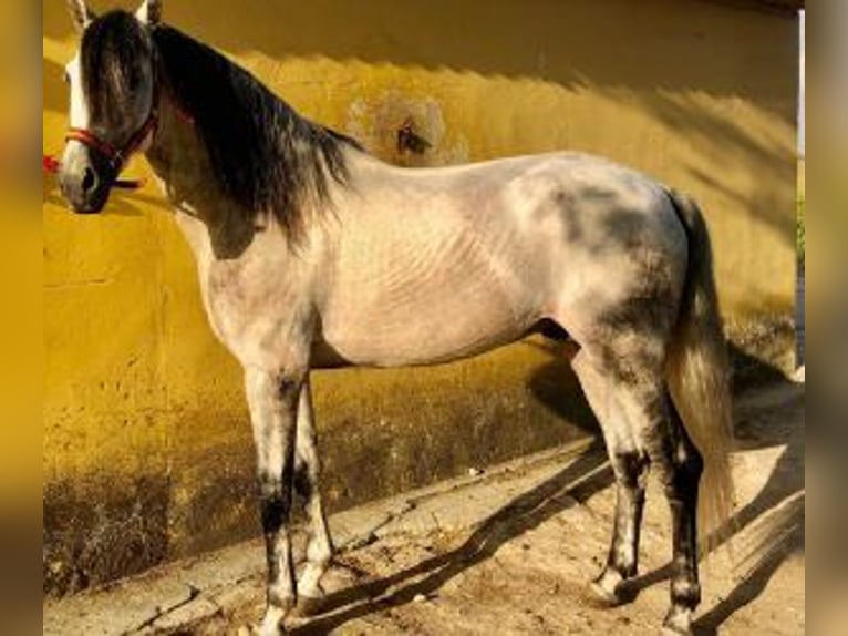 PRE Mix Hengst 8 Jahre 164 cm Schimmel in Madrid