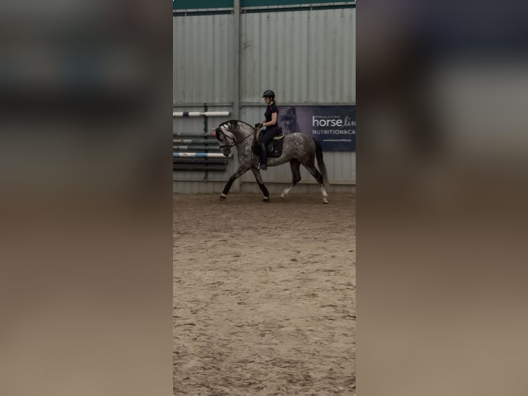 PRE Hengst 8 Jahre 165 cm Apfelschimmel in Zakrzów