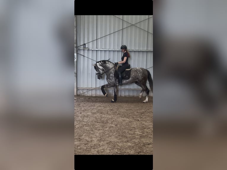 PRE Hengst 8 Jahre 165 cm Apfelschimmel in Zakrzów