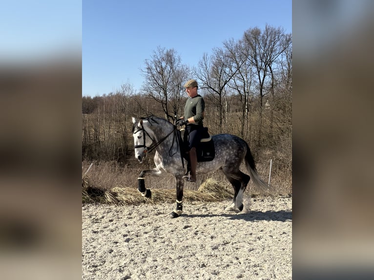 PRE Mix Hengst 8 Jahre 165 cm Apfelschimmel in Zakrzów