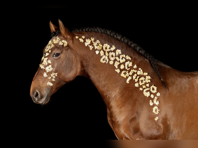 PRE Hengst 8 Jahre 165 cm Brauner in Kemnath