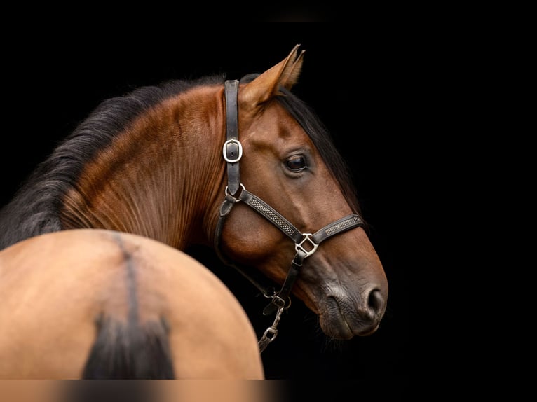 PRE Mix Hengst 8 Jahre 165 cm Brauner in Kemnath