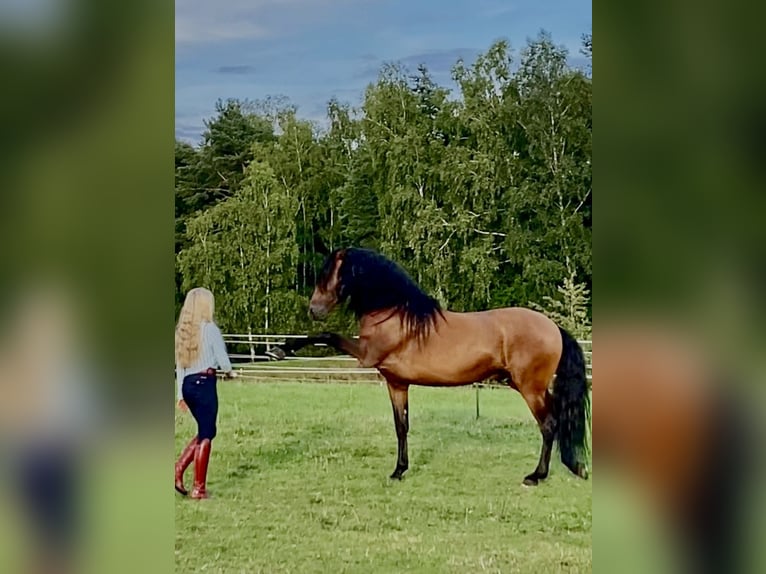 PRE Mix Hengst 8 Jahre 165 cm Brauner in Kemnath