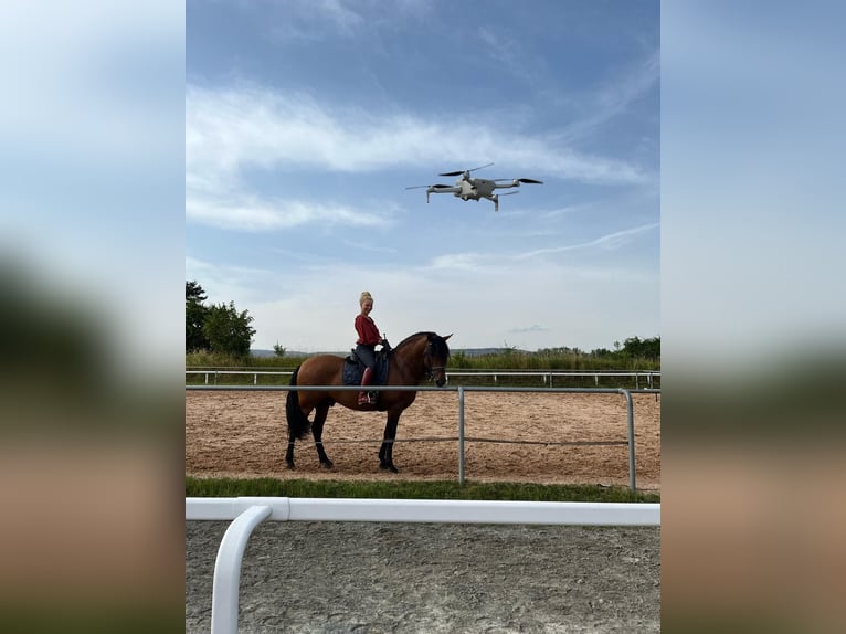 PRE Mix Hengst 8 Jahre 165 cm Brauner in Kemnath