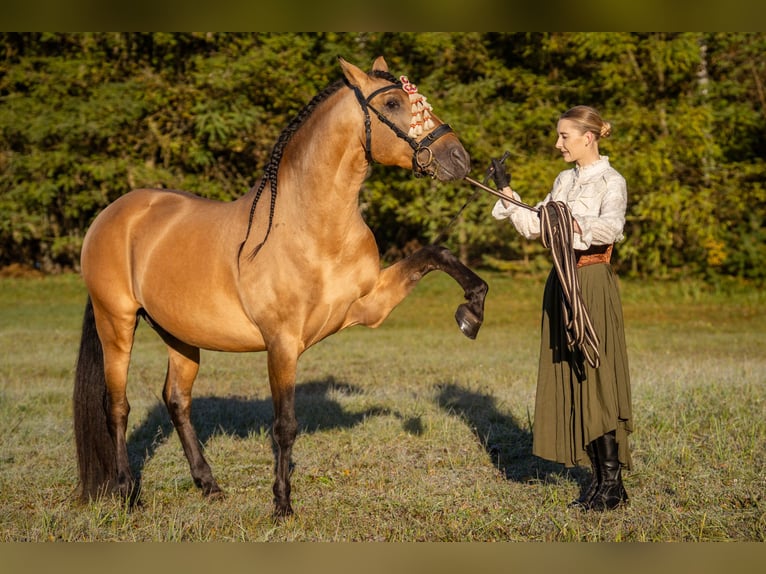 PRE Hengst 8 Jahre 165 cm Buckskin in Kaunas