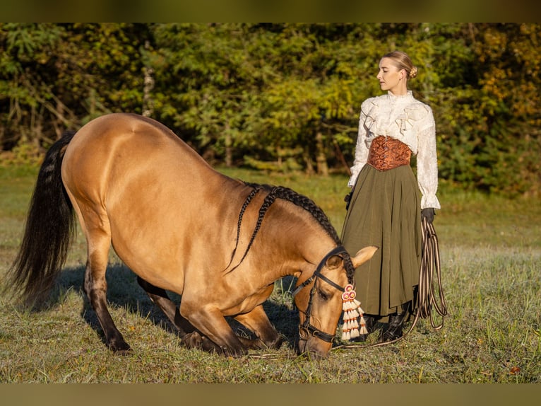 PRE Hengst 8 Jahre 165 cm Buckskin in Kaunas