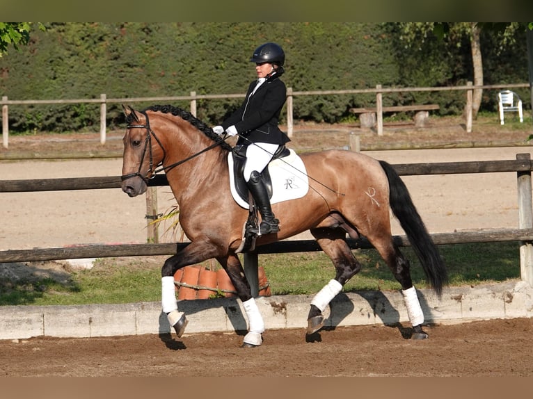 PRE Hengst 8 Jahre 165 cm Falbe in Noain