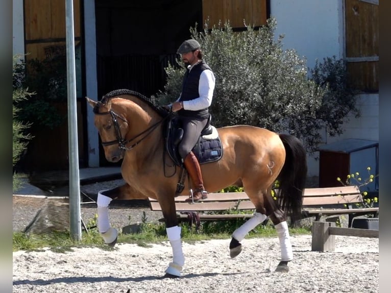 PRE Hengst 8 Jahre 165 cm Falbe in Noain