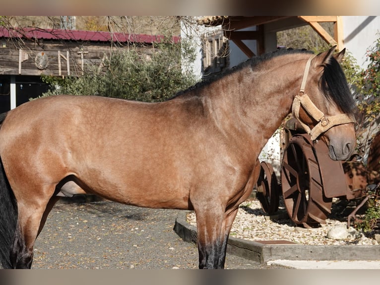 PRE Hengst 8 Jahre 165 cm Falbe in Noain