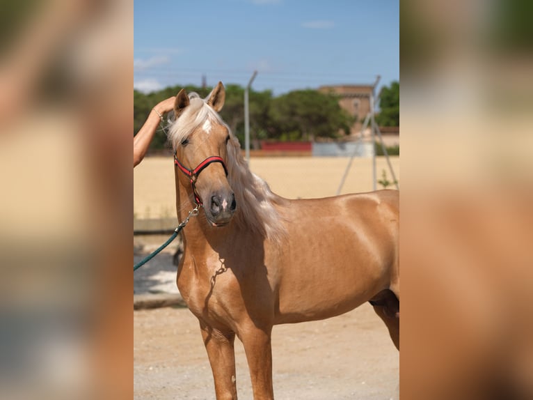 PRE Mix Hengst 8 Jahre 165 cm Palomino in Hamburg