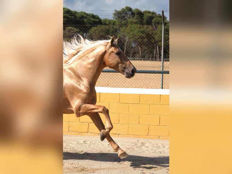 PRE Mix Hengst 8 Jahre 165 cm Palomino in Hamburg