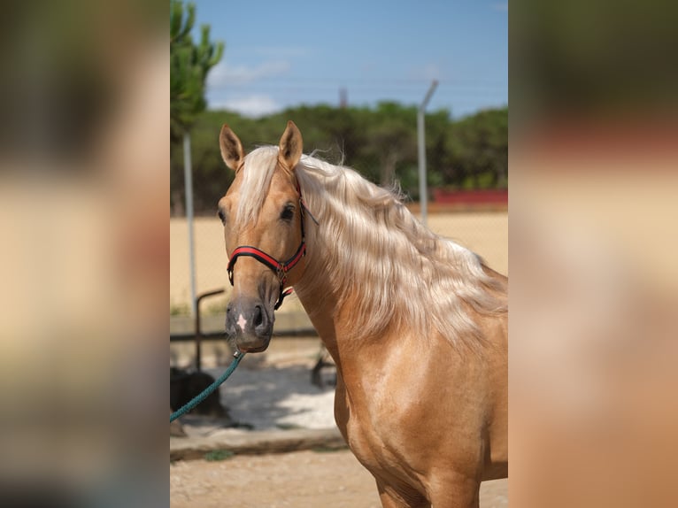 PRE Mix Hengst 8 Jahre 165 cm Palomino in Hamburg