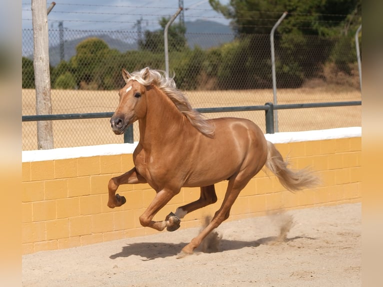 PRE Mix Hengst 8 Jahre 165 cm Palomino in Hamburg