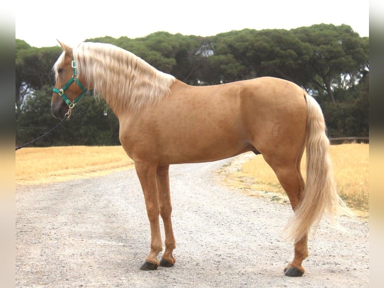 PRE Mix Hengst 8 Jahre 165 cm Palomino in Hamburg