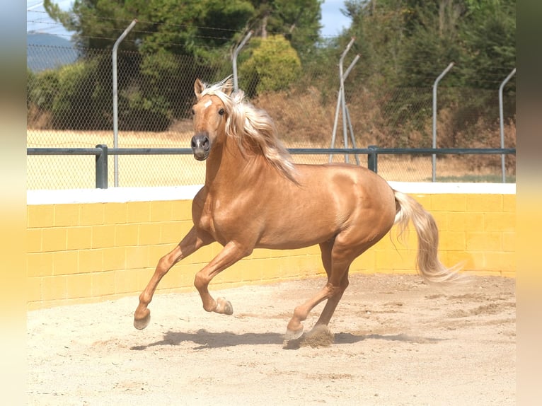 PRE Mix Hengst 8 Jahre 165 cm Palomino in Hamburg