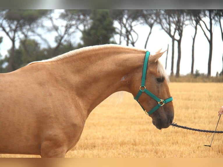 PRE Mix Hengst 8 Jahre 165 cm Palomino in Hamburg