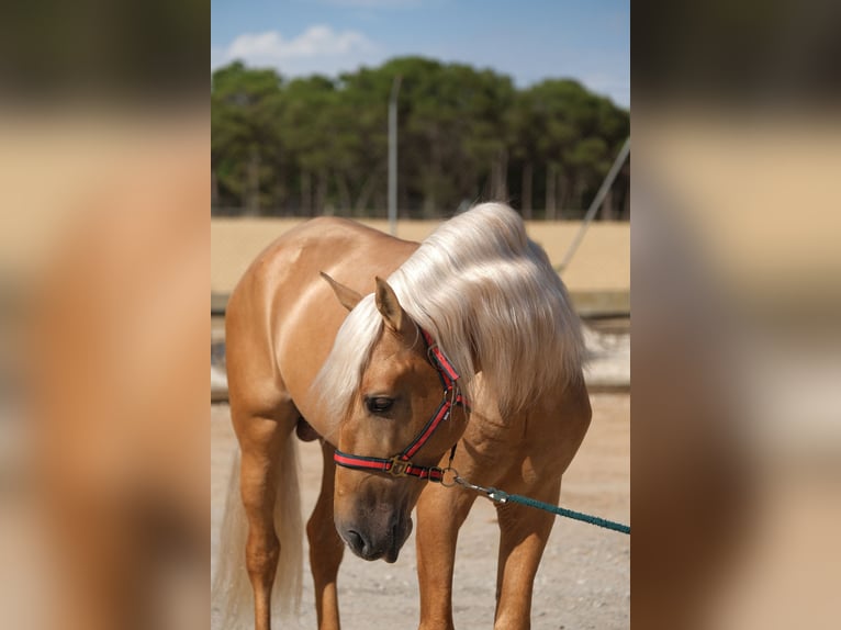 PRE Mix Hengst 8 Jahre 165 cm Palomino in Hamburg