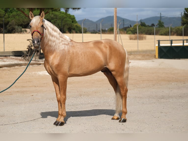 PRE Mix Hengst 8 Jahre 165 cm Palomino in Hamburg