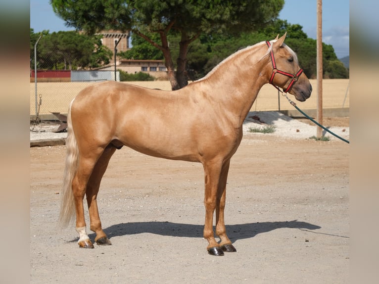 PRE Mix Hengst 8 Jahre 165 cm Palomino in Hamburg